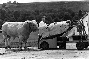 Images Dated 26th June 1972: Eagerly the lover approches, he doesn t suspect that this cow is just a load of bull