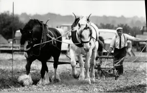 Eddie Appleyard with Bonny & Prince at the West Hallam Ploughing match. 15th October 1989 Eddie Appleyard with Bonny & Prince at the West Hallam Ploughing match. 15th October 1989