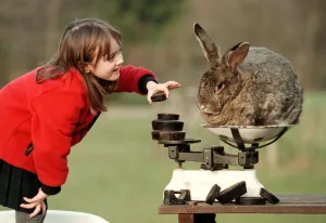 Edith Everest aged six with Bodmin the rabbit March 1999 at Stoneywish Country Park Edith Everest aged six with Bodmin the rabbit March 1999 at Stoneywish Country Park