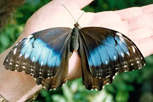 The Electric Morpho Peleides butterfly in August 1992 The Electric Morpho Peleides butterfly in August 1992