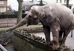 Images Dated 15th January 1971: An elephant stands on the wall at Bellue Vue Zoo in Belfast January 1971