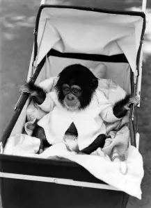 Empathy Amongst the Apes: Chad the baby chimp begs for Natalie Daniels bonnet Empathy Amongst the Apes: Chad the baby chimp begs for Natalie Daniels bonnet