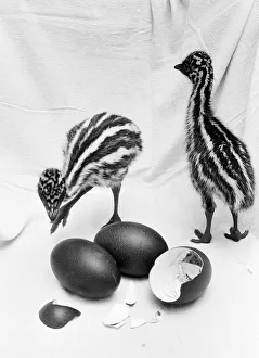 Emu chicks seen here at Chester Zoo shortly after hatching 11th February 1988 Emu chicks seen here at Chester Zoo shortly after hatching 11th February 1988