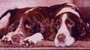 English springer spaniels wait patiently at Crufts Dog show. 10th January 1992 English springer spaniels wait patiently at Crufts Dog show. 10th January 1992