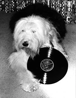 Images Dated 2nd February 1987: Entertainment Animal dog February 1987 Dog holding a vinyl record
