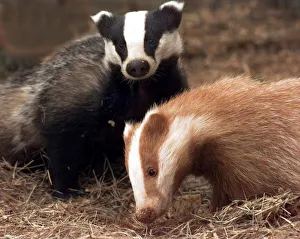 Eric the red badger cub with his play pate Erica, a traditional coloured cub at the Vale Eric the red badger cub with his play pate Erica, a traditional coloured cub at the Vale
