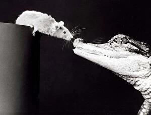 Images Dated 2nd January 1975: Ernest the Mississippi alligator with his friend Mickey the mouse at Calderpark Zoo