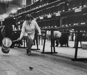 An escaped weaver bird is stalked by steward Barbara Clark from Derby at the National An escaped weaver bird is stalked by steward Barbara Clark from Derby at the National