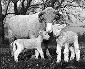 Ewe with twin lambs. December 1965 P004142 Ewe with twin lambs. December 1965 P004142