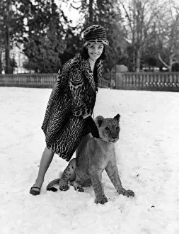 After the excitement, the lion cub site quietly while the model shows off an ocelot coat After the excitement, the lion cub site quietly while the model shows off an ocelot coat