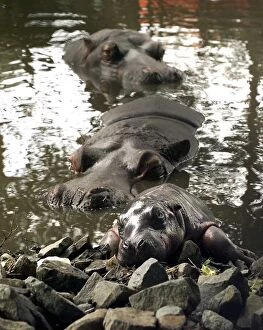 Images Dated 2nd June 1998: The exhausted baby hippo and mother and father at the West Midland Safari Park, Bewdley
