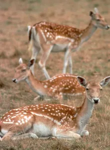 Fallow Deer resting in the fields August 1993 Fallow Deer resting in the fields August 1993
