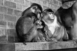 Family of pig-tailed monkeys January 1975 75-00240-023 Family of pig-tailed monkeys January 1975 75-00240-023