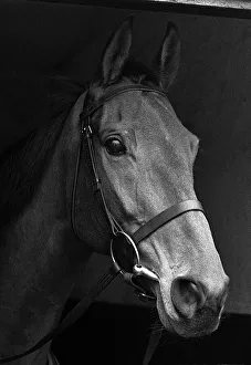 Famous racehorse Arkle at the stables of Tom Dreaper. 3rd February 1966 Famous racehorse Arkle at the stables of Tom Dreaper. 3rd February 1966