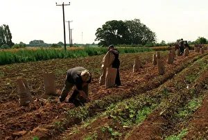 Farm workers working on Braodfield Farm owned by Prince Charles the Prince of Wales Farm workers working on Braodfield Farm owned by Prince Charles the Prince of Wales