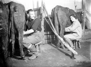 Farming in the Dairy house Milking time Women fulfilling Mens work duties Farming in the Dairy house Milking time Women fulfilling Mens work duties