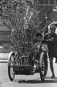 Father pushes his son on a cycle with a bundle of firewood through the streets of Saigon Father pushes his son on a cycle with a bundle of firewood through the streets of Saigon