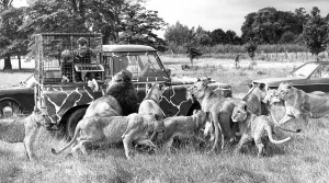 Feeding tiem and David Dunn protected by a cage aboard a Land Rover throws meat to Feeding tiem and David Dunn protected by a cage aboard a Land Rover throws meat to