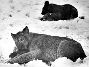Feeding time in the snow at Lambton Pleasure Park in January 1977 Feeding time in the snow at Lambton Pleasure Park in January 1977