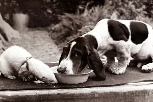 a ferret and a dog share a meal out of a bowl. The dog does not seem to want to share a ferret and a dog share a meal out of a bowl. The dog does not seem to want to share