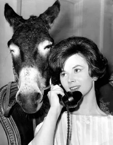 Fifi the donkey made sure she got a look-in with model girl Ann Mollo Fifi the donkey made sure she got a look-in with model girl Ann Mollo