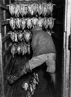 Fishing Industry: Herring. Kippers being smoked. Februrary 1986 P000705 Fishing Industry: Herring. Kippers being smoked. Februrary 1986 P000705