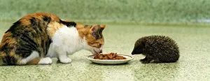 Flora the rescued cat shares her dog food lunch with John the hedgehog at The Veterinary Flora the rescued cat shares her dog food lunch with John the hedgehog at The Veterinary
