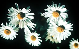 Flowers Bellis Perennis Daisy September 1973 ecard09 Flowers Bellis Perennis Daisy September 1973 ecard09