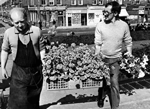 Flowers by the box load being carried into Stanley Park, Bootle Flowers by the box load being carried into Stanley Park, Bootle