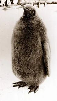 Fluffy baby penguin - January 1987 at Whipsnade Zoo Fluffy baby penguin - January 1987 at Whipsnade Zoo