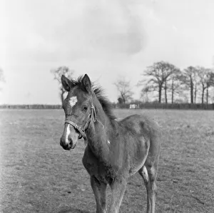 Foal at the Eve Stud, Newmarket 25th May 1954 Foal at the Eve Stud, Newmarket 25th May 1954