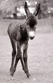 A foal only three hours old taking her first steps in the paddock at Chessington Zoo may A foal only three hours old taking her first steps in the paddock at Chessington Zoo may
