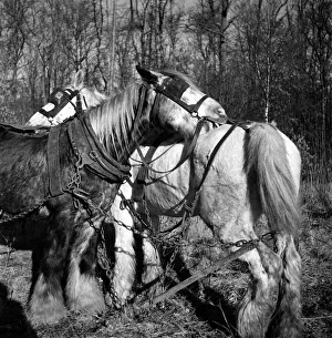 Two Forestry Commisson Ponies take a break from hauling logs. January 1949 O11276 Two Forestry Commisson Ponies take a break from hauling logs. January 1949 O11276