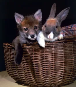 A Fox cub and a rabbit together in a wicker basket February 1987 A Fox cub and a rabbit together in a wicker basket February 1987