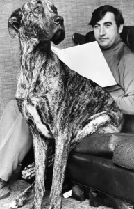 Fred the Great Dane likes to share the chair or even his masters knee if he gets Fred the Great Dane likes to share the chair or even his masters knee if he gets