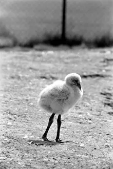 Images Dated 10th August 1977: Freddie the Flamingo: A little ball of fluff, a real puzzler