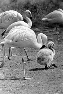 Images Dated 10th August 1977: Freddie the Flamingo: A little ball of fluff, a real puzzler