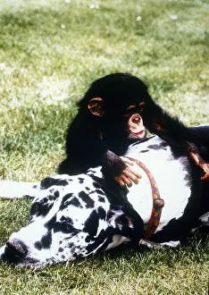Freddie the Great Dane with Baby Chimp Teddy January 1995 Freddie the Great Dane with Baby Chimp Teddy January 1995