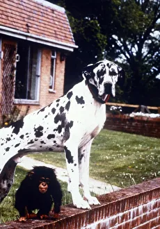 Freddie the Great Dane with Baby Chimp Teddy January 1995 Freddie the Great Dane with Baby Chimp Teddy January 1995