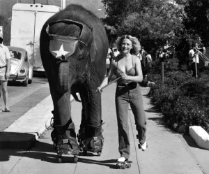 Freewheeling Tarra the elephant and Carol Buckley. July 1980 P011798 Freewheeling Tarra the elephant and Carol Buckley. July 1980 P011798