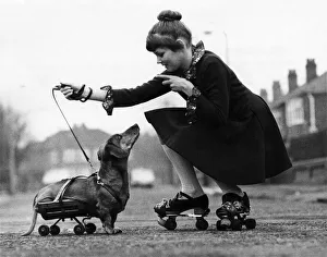 Fritz the dachshund is one dog who never gets tired going walkies- for he does it Fritz the dachshund is one dog who never gets tired going walkies- for he does it