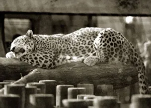 Fritz the Leopard relaxes in the sun - May 1990 Fritz the Leopard relaxes in the sun - May 1990