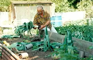 Images Dated 1st August 1995: A gardener on the Ponteland allotments where his competition leeks