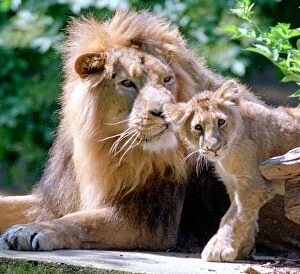 Images Dated 16th June 1999: Two generations of Lions seen here in the big cat enclosure at Woburn Abbey June
