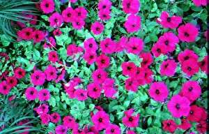 Genetically Modified Food feature February 1999 Flowers Petunia DNA is use for Genetically Modified Food feature February 1999 Flowers Petunia DNA is use for