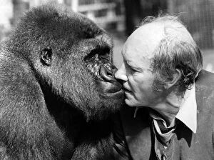 Related Images Collection: Gentle gorilla Etoumbie is swapping the good life for a sex life