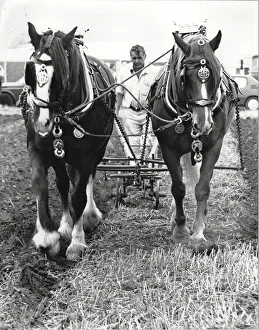 Gerald Taylor ploughs a neat straight furrow - West Hallam Ploughing match Gerald Taylor ploughs a neat straight furrow - West Hallam Ploughing match