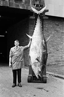 Images Dated 11th October 1989: This giant tuna weighing more than 700lb, landed at Huddersfields Market Hall