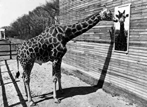 A giraffe looking at himself in the mirror May 1980 P011763 A giraffe looking at himself in the mirror May 1980 P011763