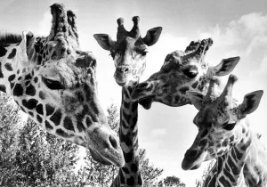 Giraffes at Twycross zoo, Warwickshire. 11th October 1985 Giraffes at Twycross zoo, Warwickshire. 11th October 1985